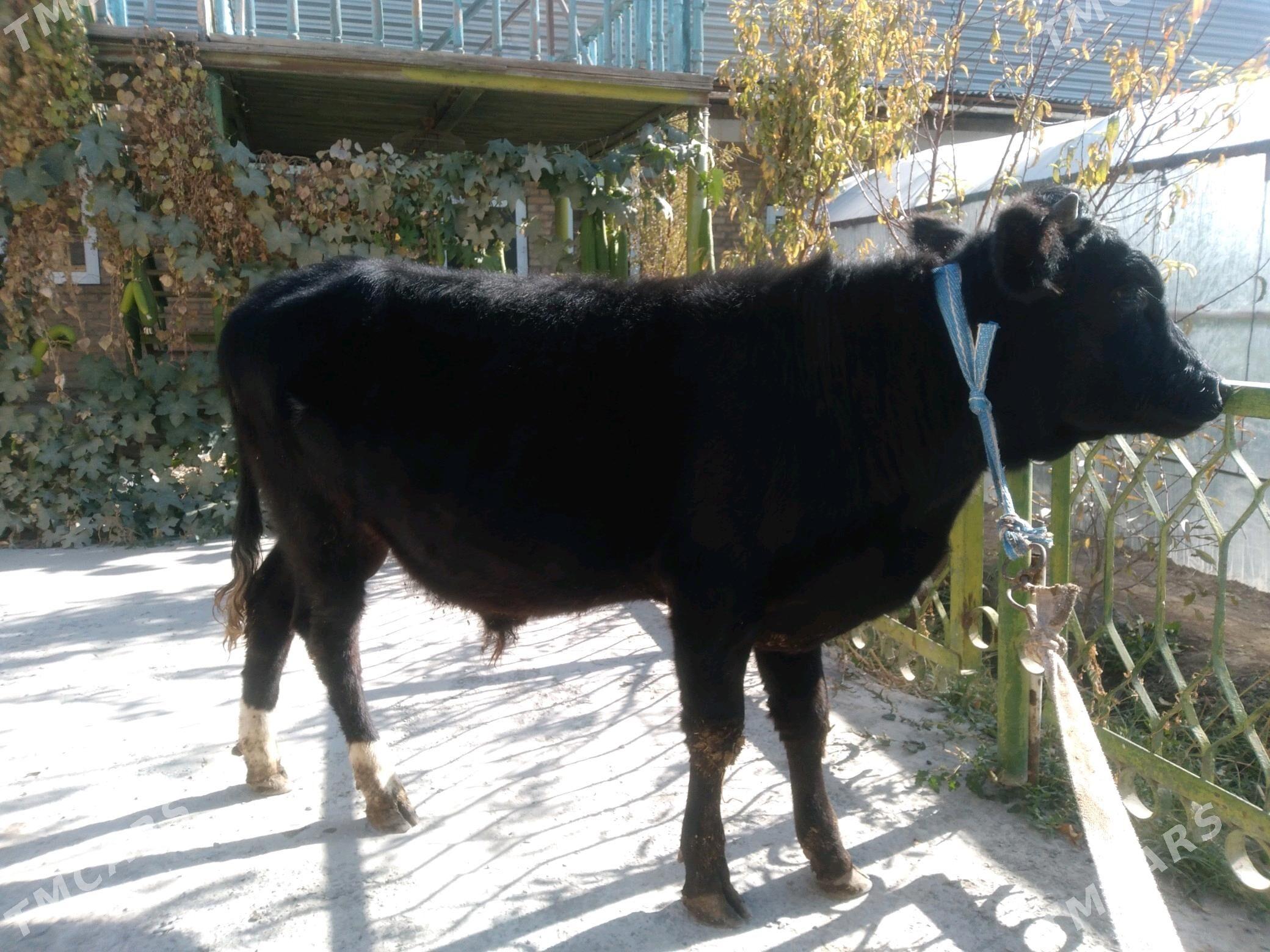 baklyk öküzçe mitis. - Чарджоу - img 3