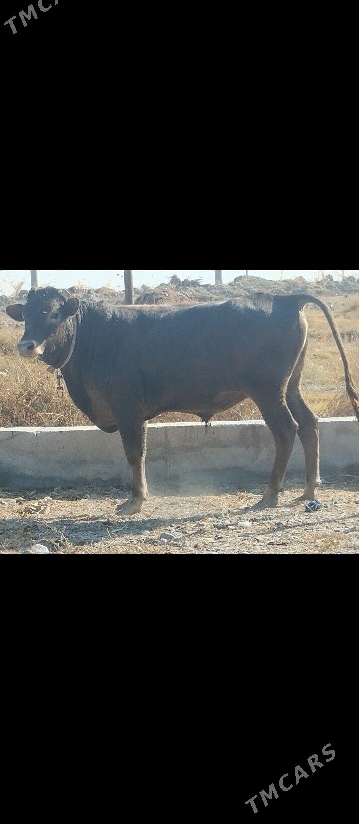 Bakilan okuz - Бузмеин - img 1