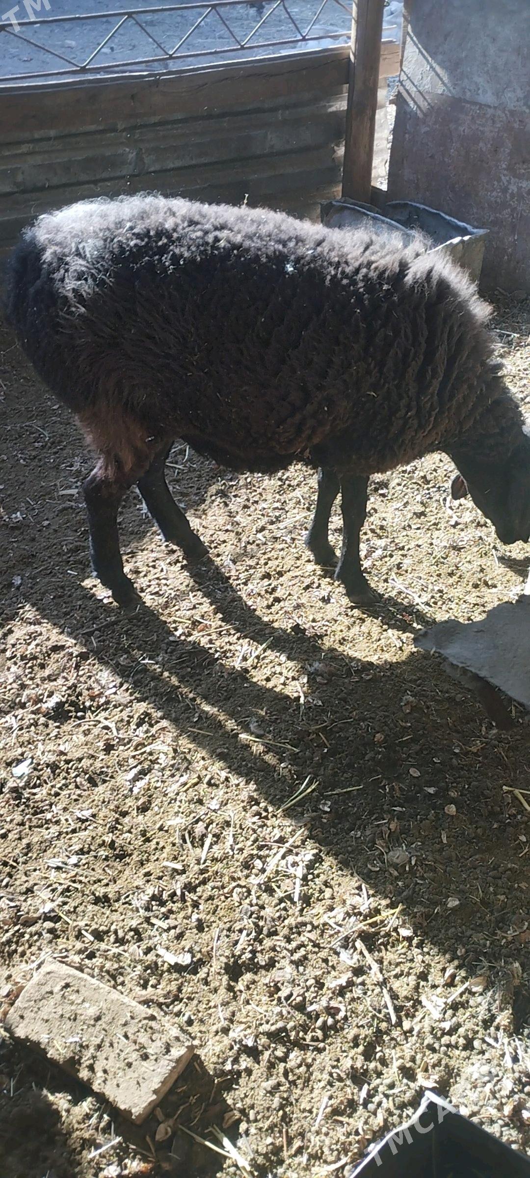 semiz goyun - Чарджоу - img 2