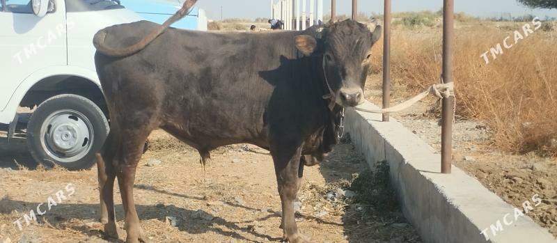 Bakilan okuz - Бузмеин - img 2