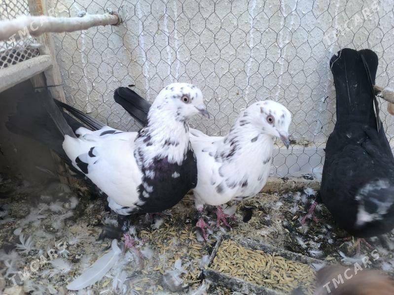 kepderi - Parahat 8 - img 1