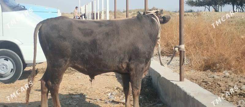 Bakilan okuz - Бузмеин - img 3