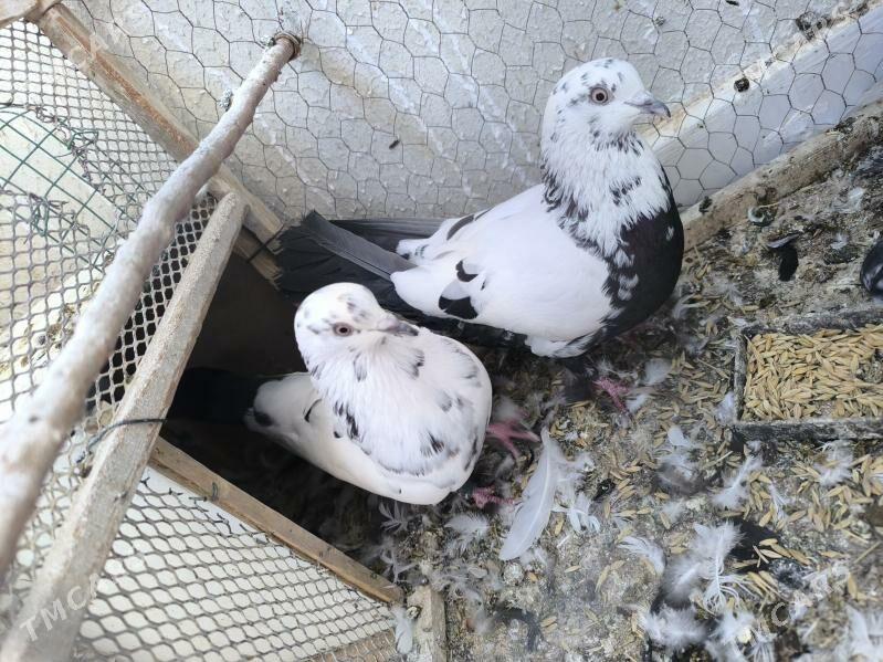 kepderi - Parahat 8 - img 2