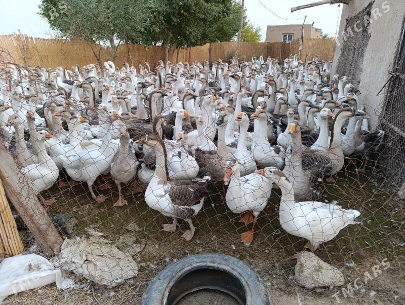 Gus erkegi - Кака - img 4