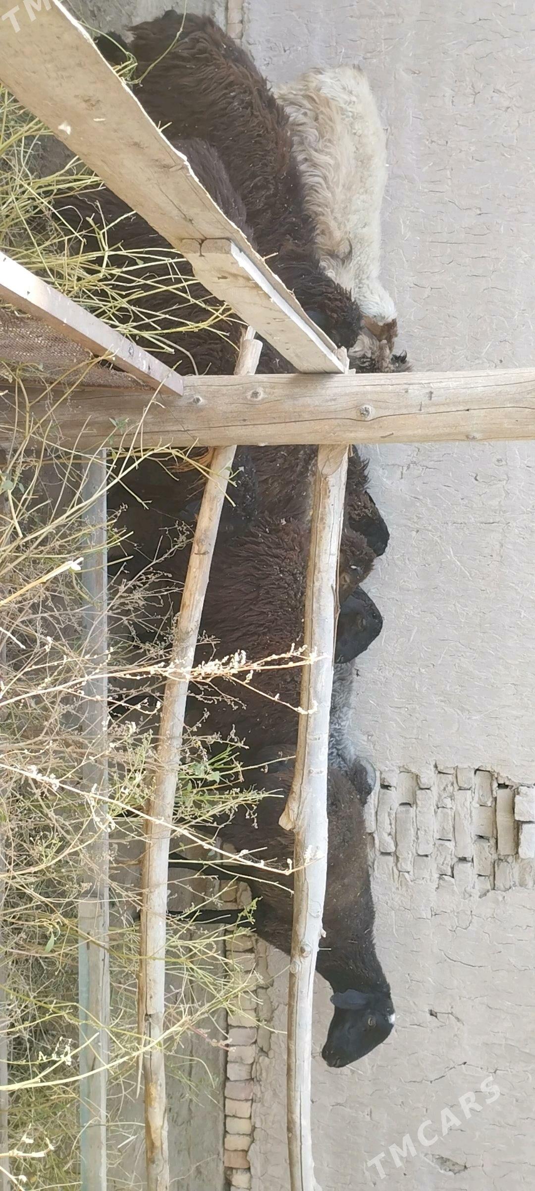 gockarlar - Чарджоу - img 1