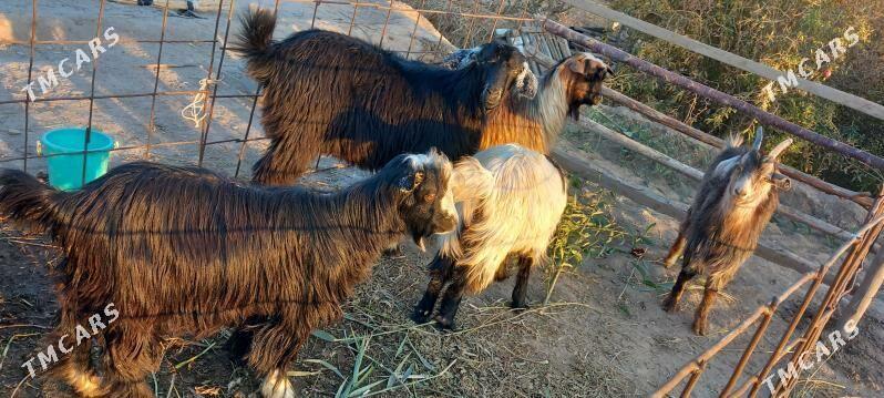 serkeler - Гарабекевюл - img 2