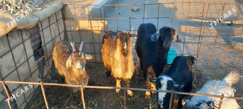 serkeler - Гарабекевюл - img 4