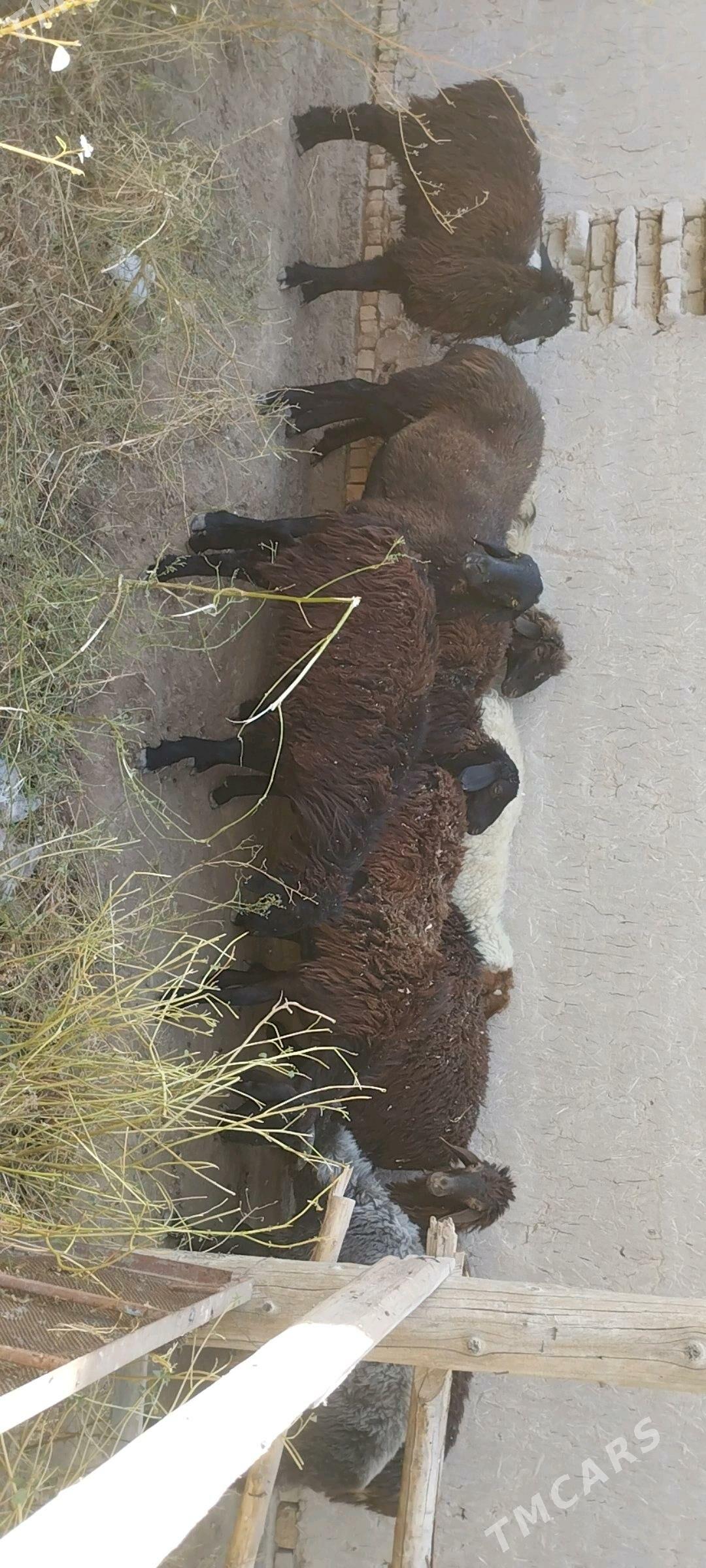 gockarlar - Чарджоу - img 2