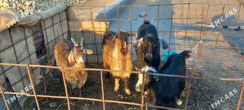 serkeler - Гарабекевюл - img 5