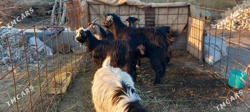 serkeler - Гарабекевюл - img 7