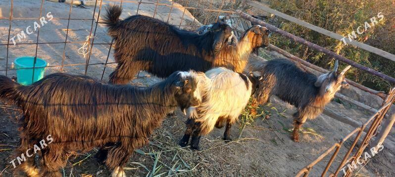 serkeler - Гарабекевюл - img 1