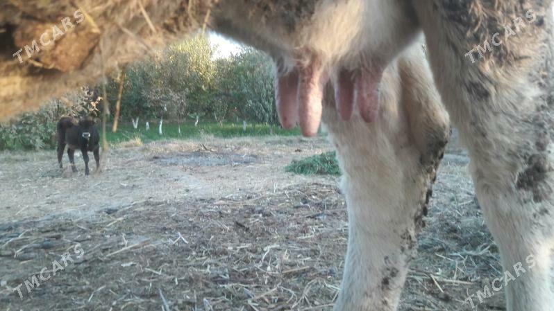 saglyk inek - Чарджоу - img 3