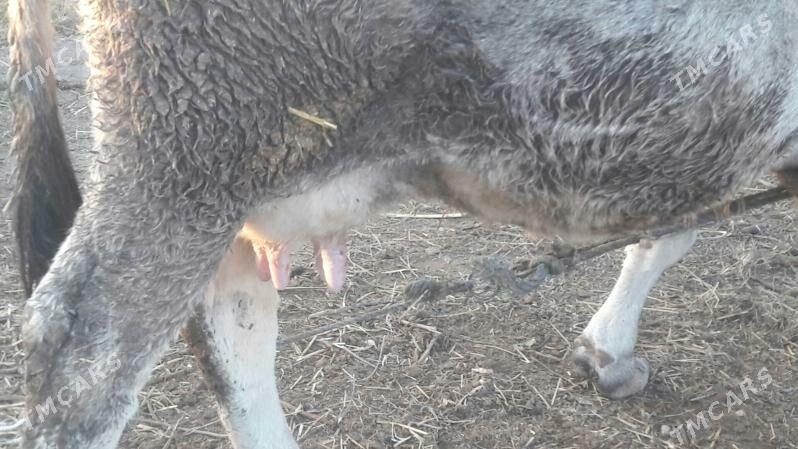 saglyk inek - Чарджоу - img 5