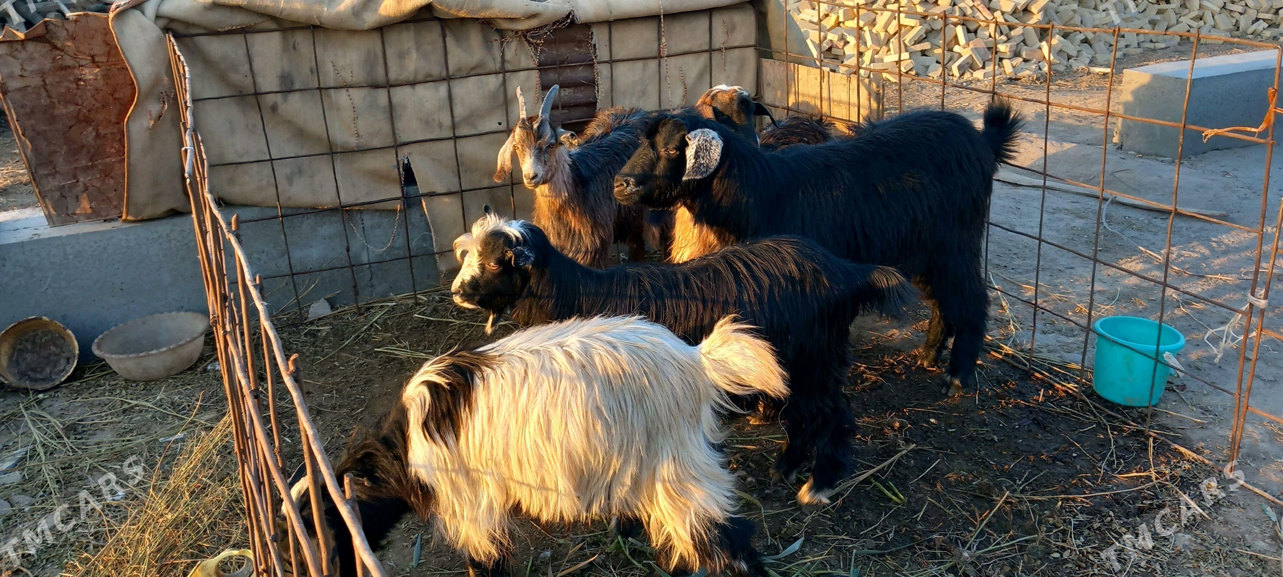 serkeler - Гарабекевюл - img 6