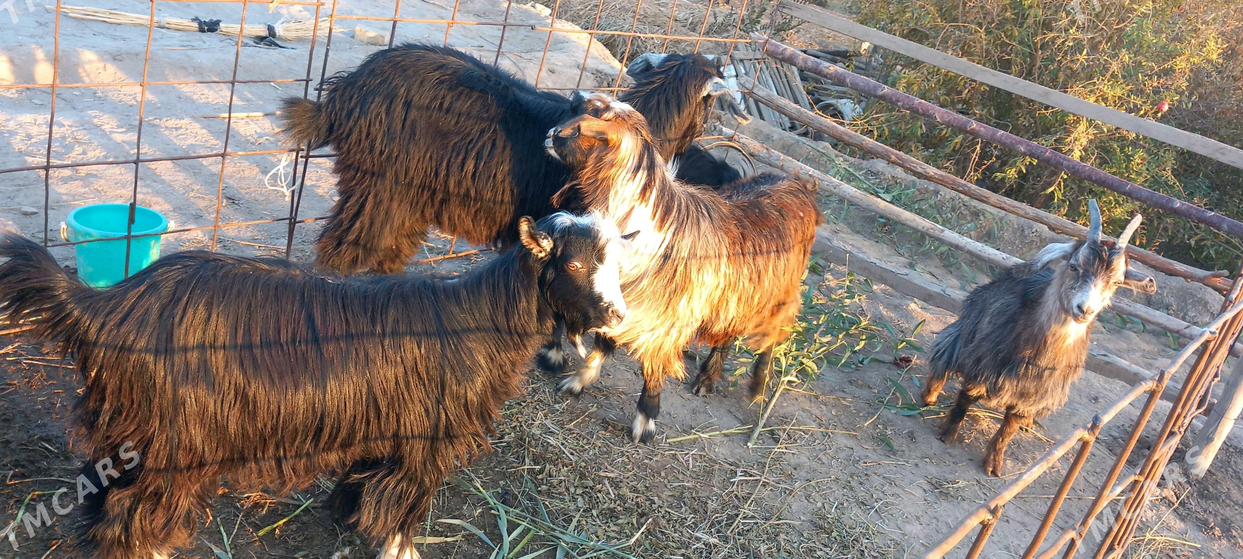 serkeler - Гарабекевюл - img 3