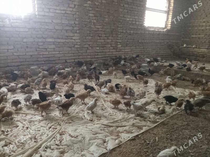 towuk juje - Murgap - img 2