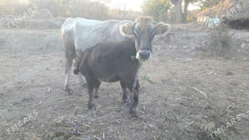 saglyk inek - Чарджоу - img 1