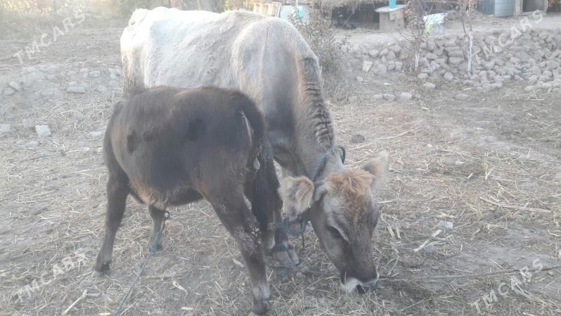 saglyk inek - Чарджоу - img 7