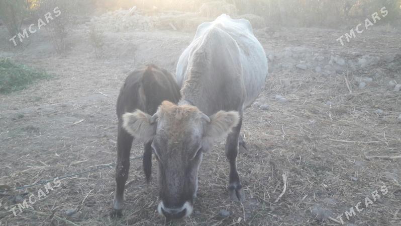 saglyk inek - Чарджоу - img 8