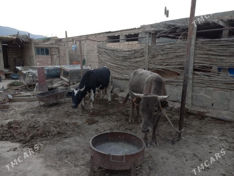 Ôkiz - Bereket - img 2