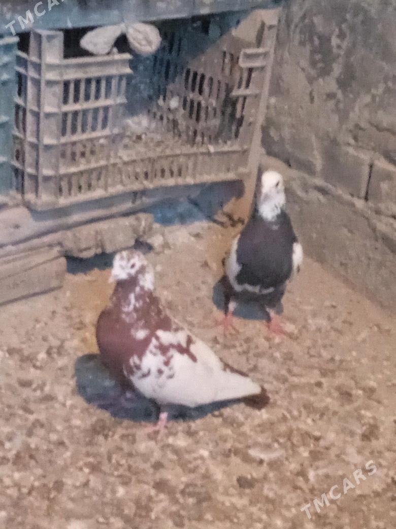 kepderi - Бахарден - img 1