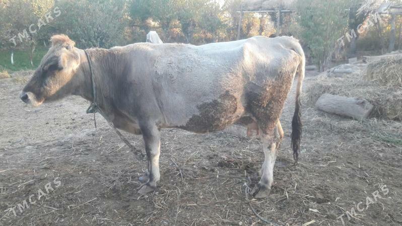 saglyk inek - Чарджоу - img 4