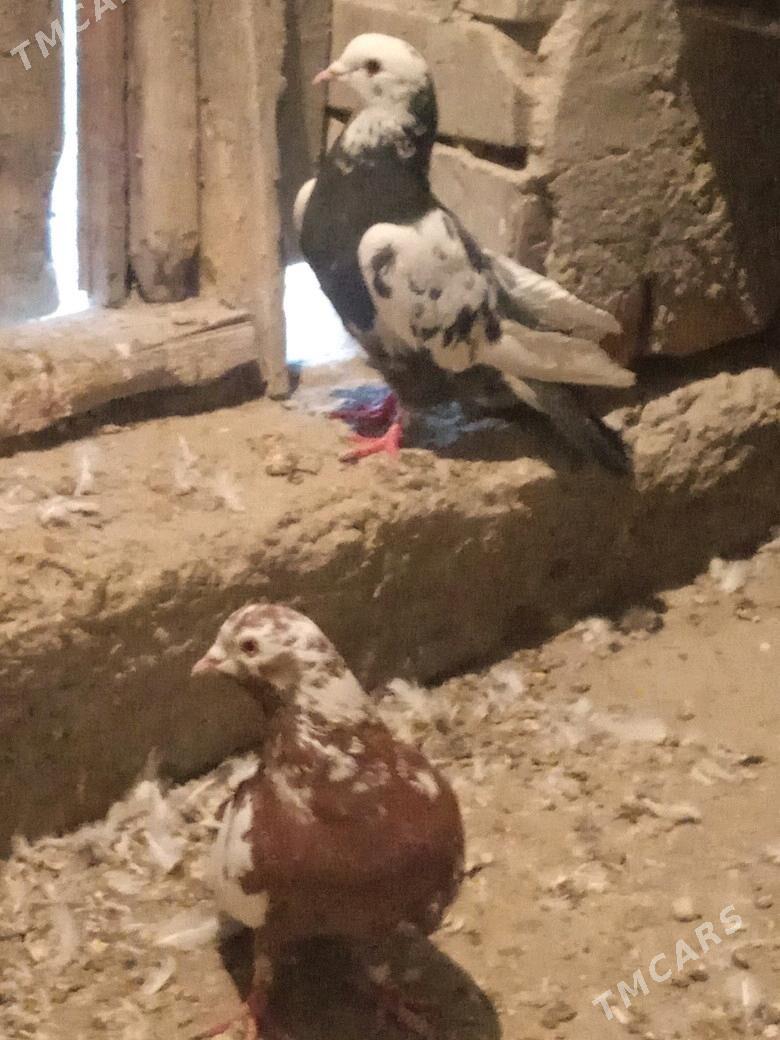 kepderi - Бахарден - img 3