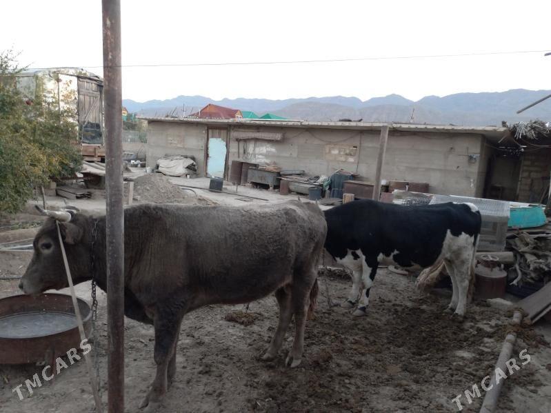 Ôkiz - Bereket - img 5