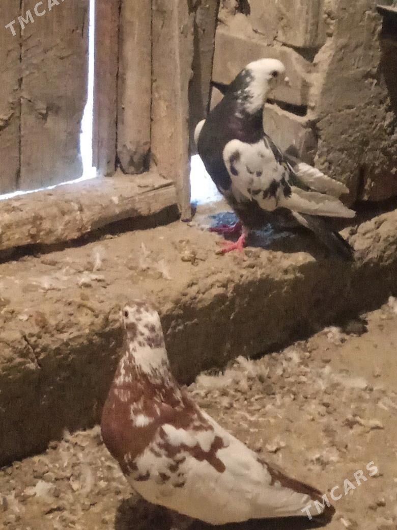 kepderi - Бахарден - img 2