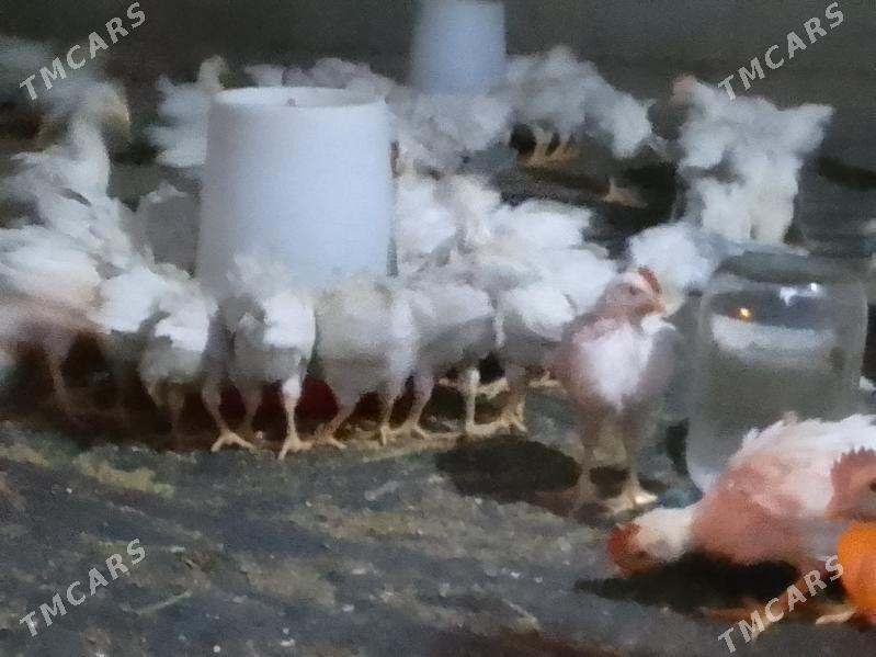 juyje - Багир - img 2