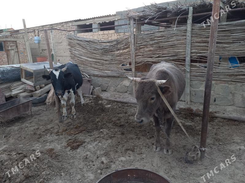 Ôkiz - Bereket - img 9