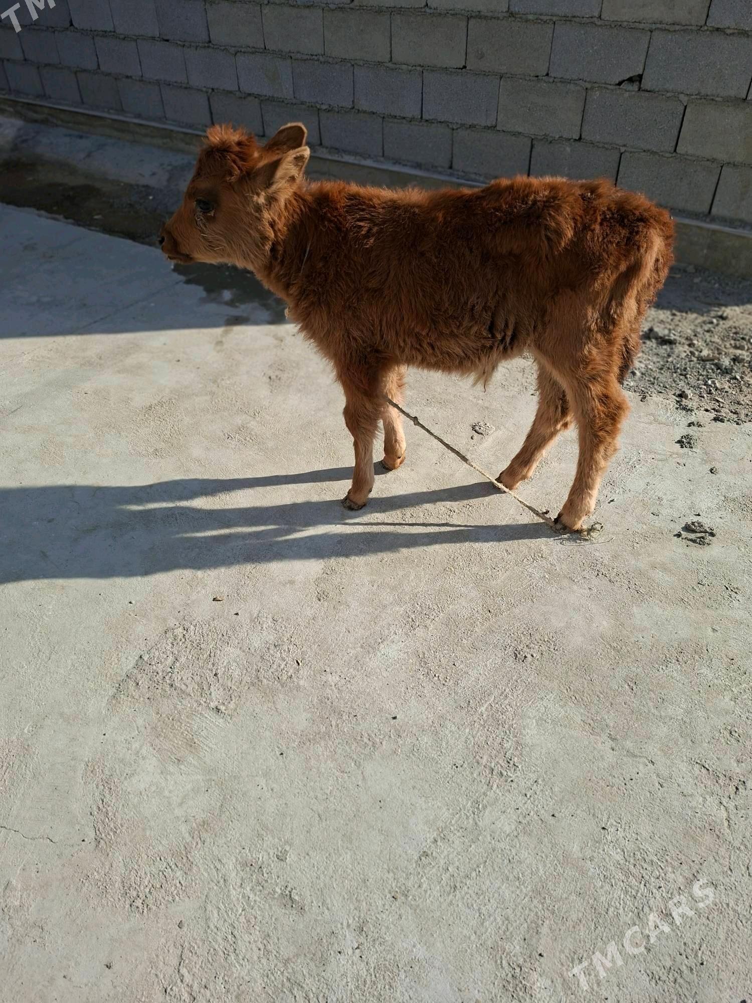 okuzçe - Garadamak Şor - img 1