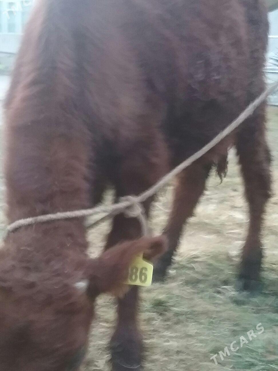 öküzçe,, - Ak bugdaý etraby - img 2