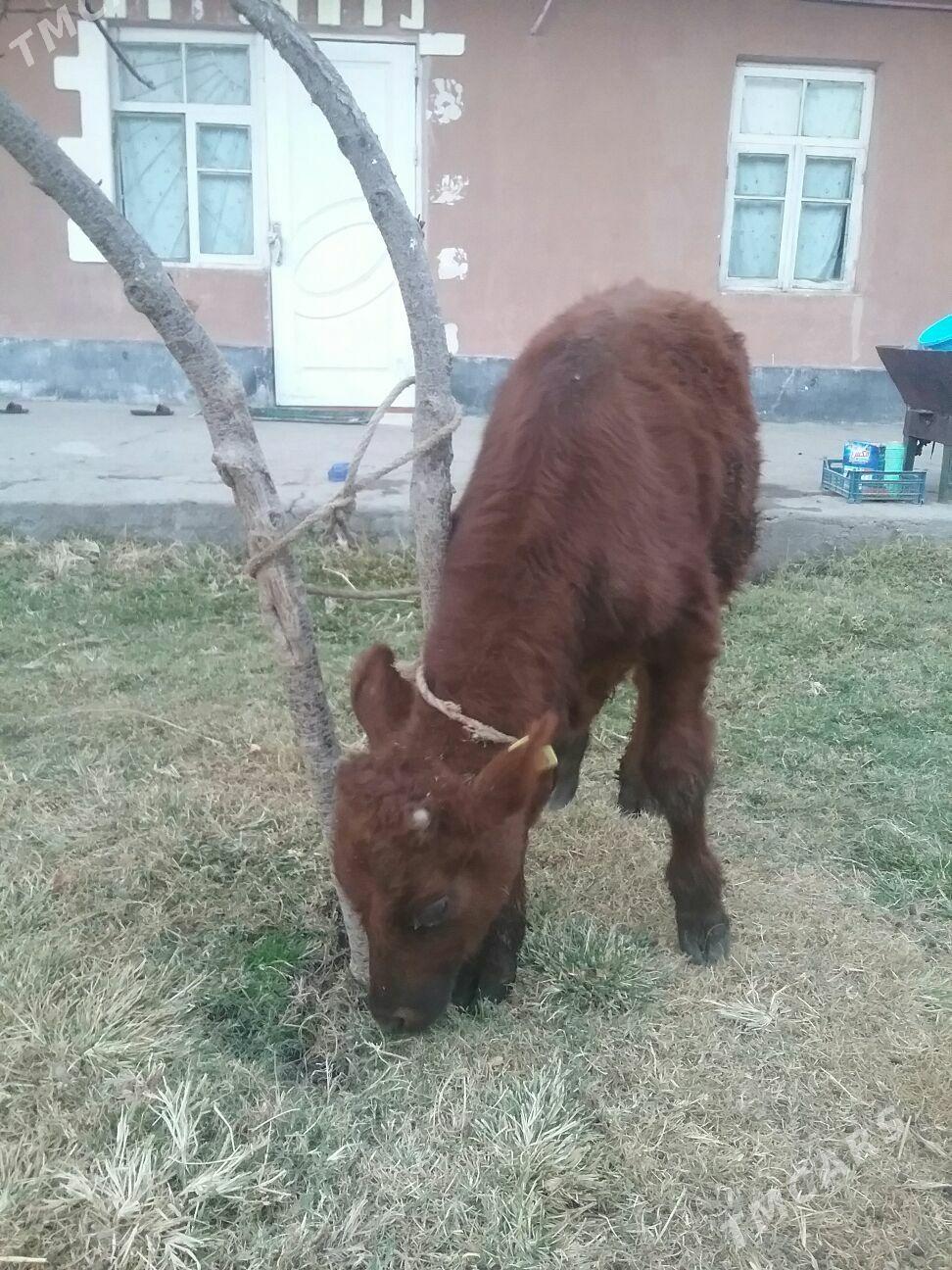 öküzçe,, - Ak bugdaý etraby - img 4