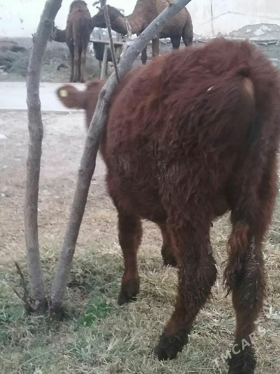 öküzçe,, - Ak bugdaý etraby - img 1