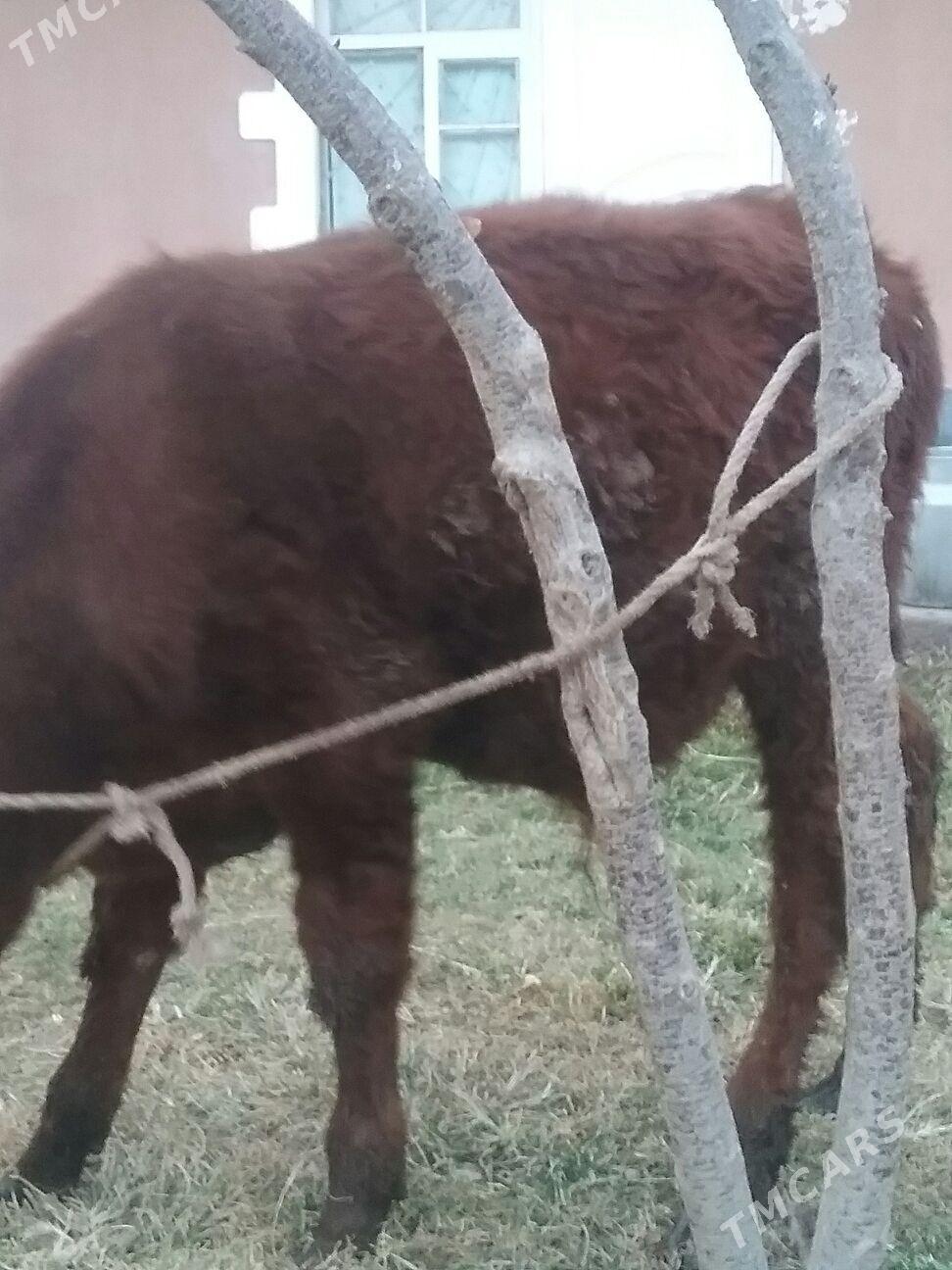 öküzçe,, - Ak bugdaý etraby - img 3