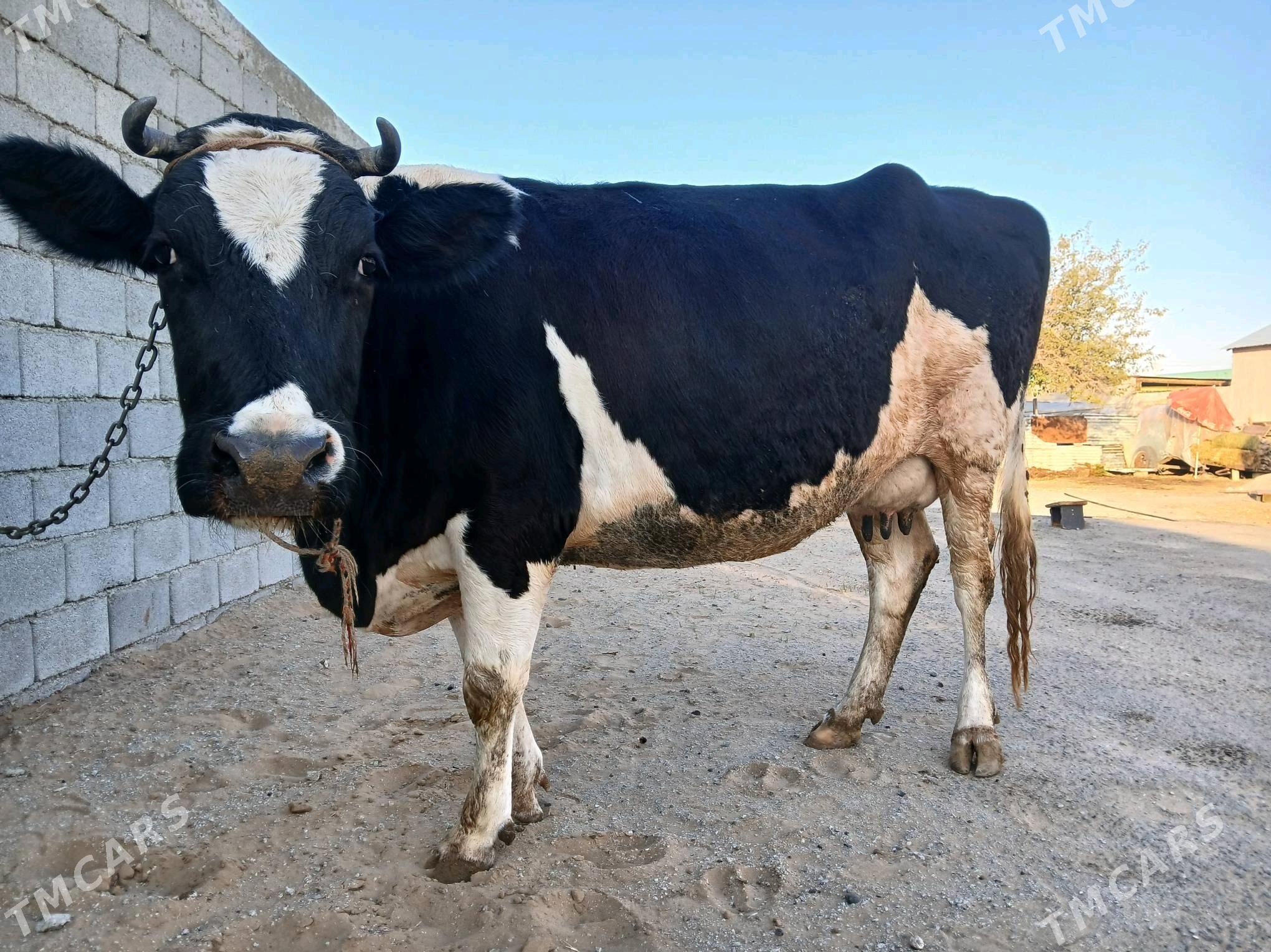 ALA TOHUM SYGYR - Büzmeýin - img 2