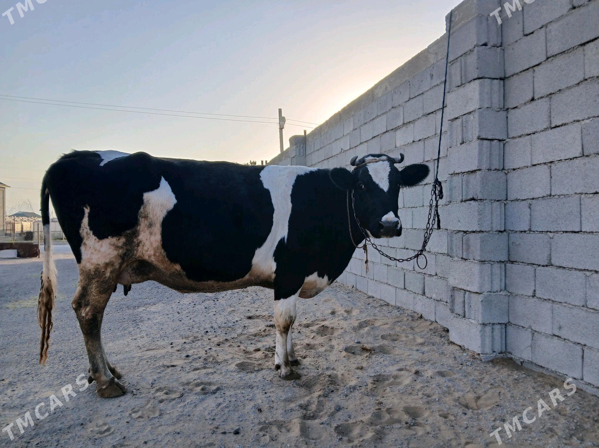 ALA TOHUM SYGYR - Büzmeýin - img 3