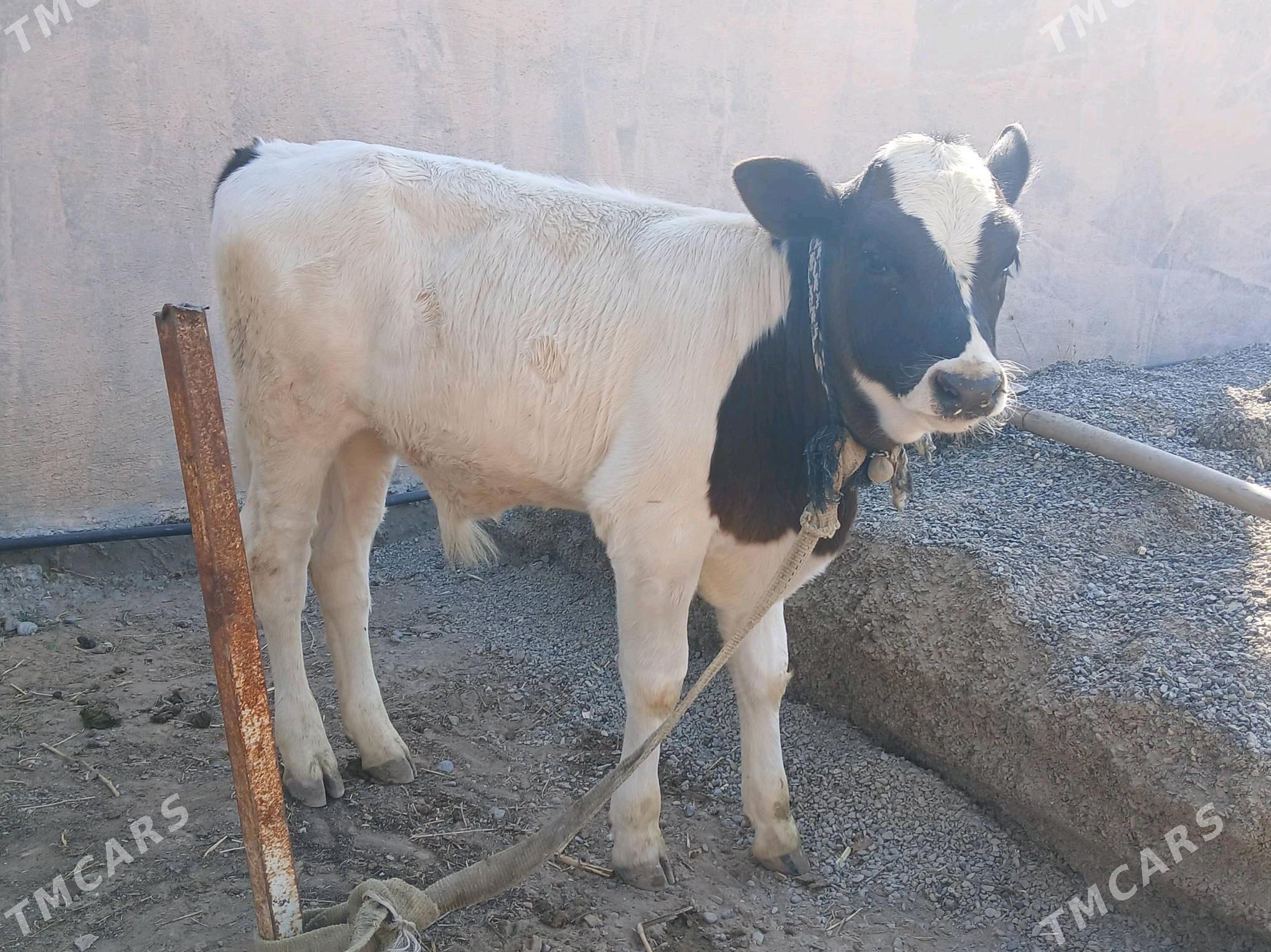 ALA TOHUM SYGYR - Büzmeýin - img 1