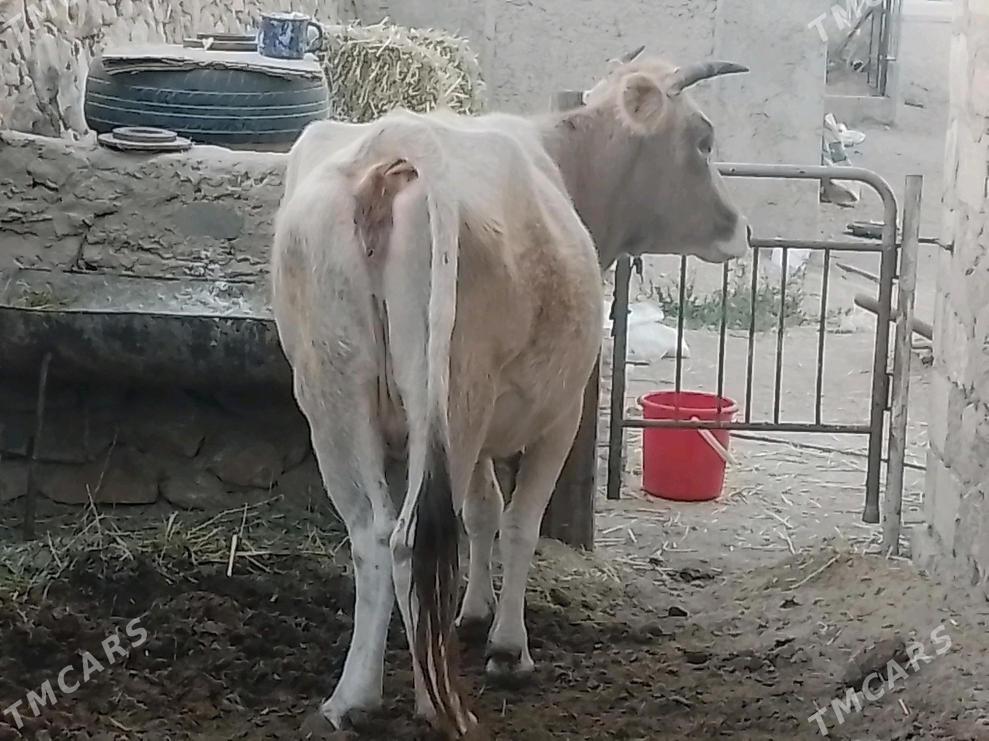 Sygyr - Jebel - img 4