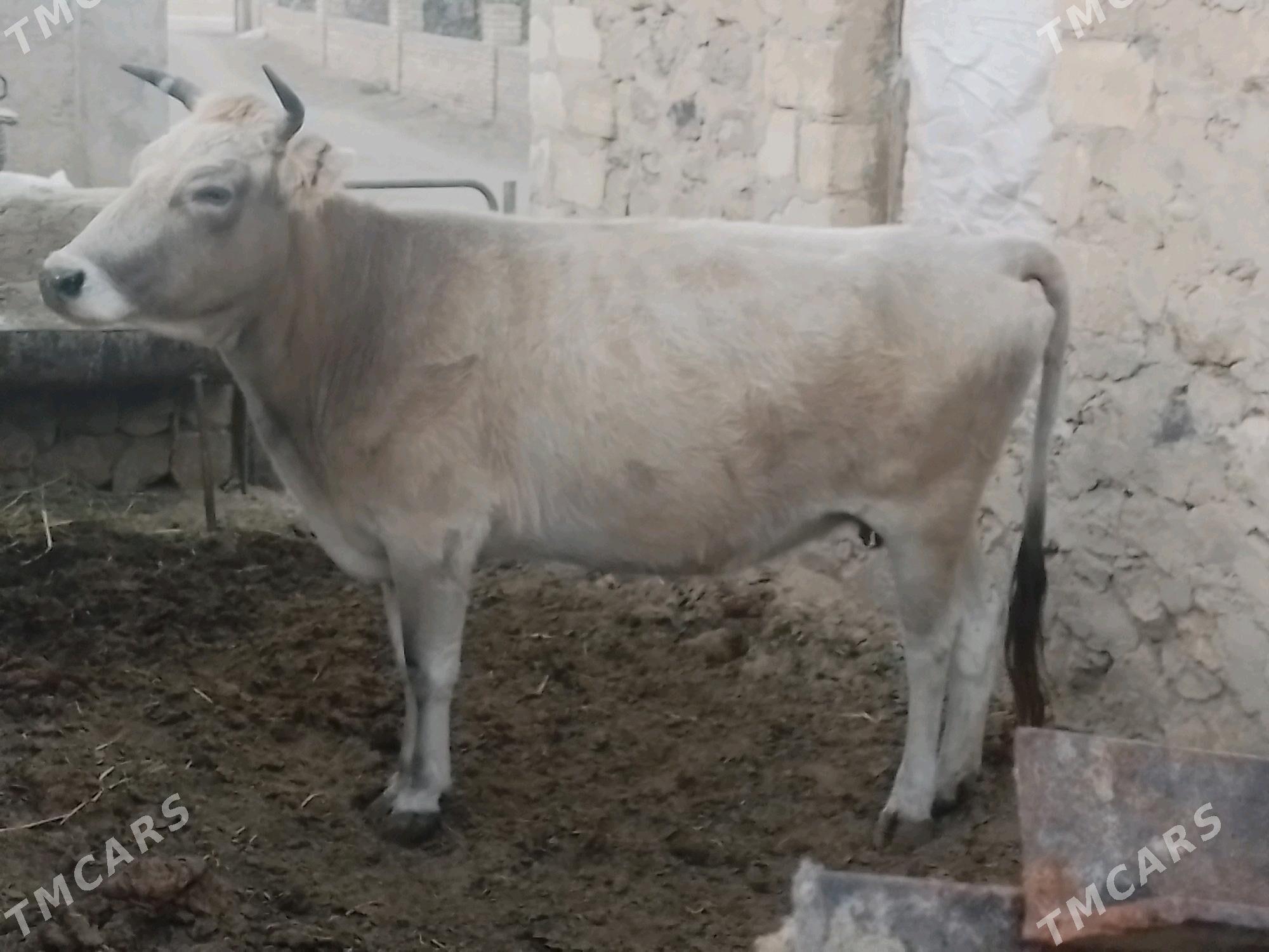 Sygyr - Jebel - img 3