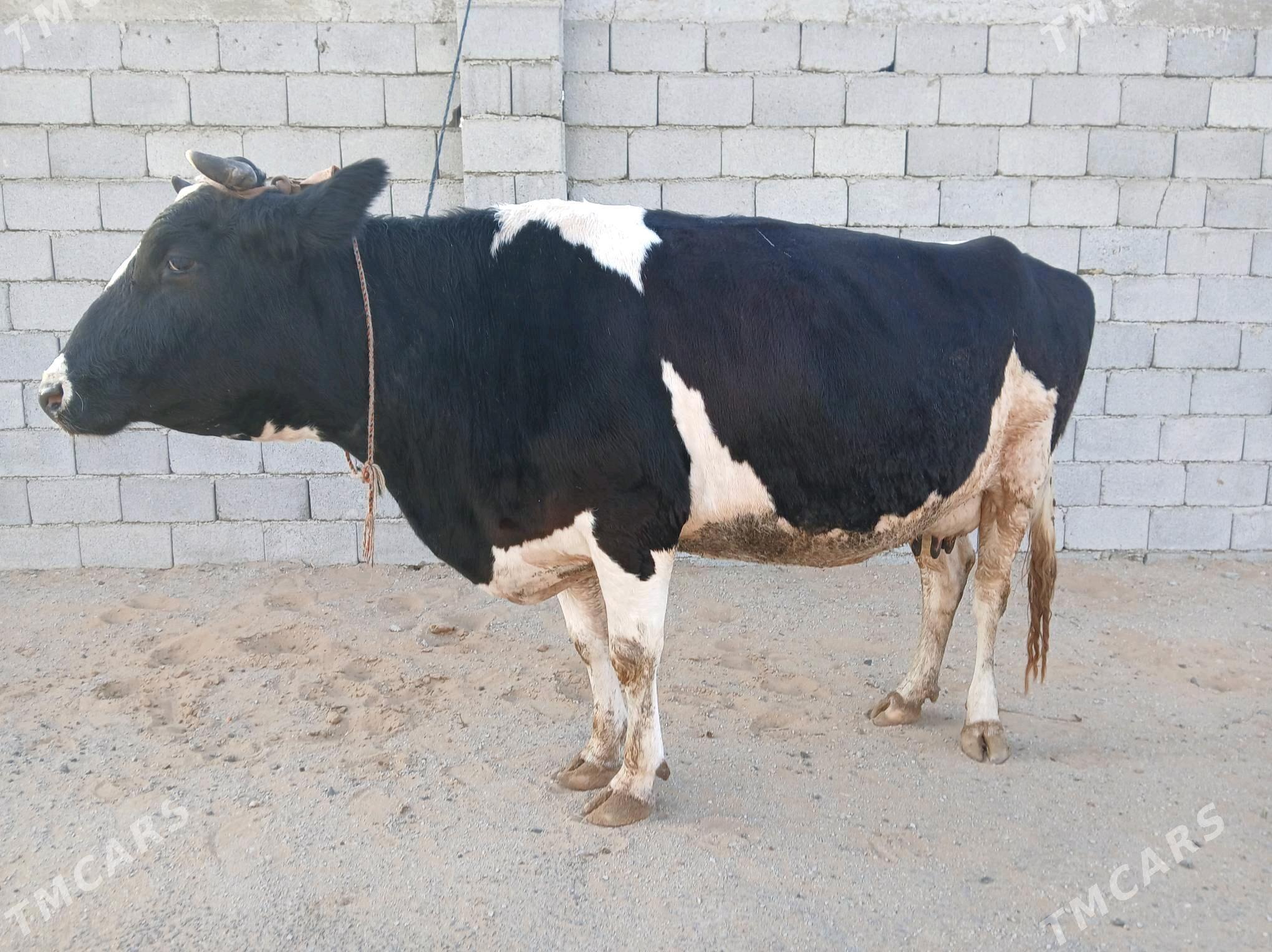 ALA TOHUM SYGYR - Büzmeýin - img 5