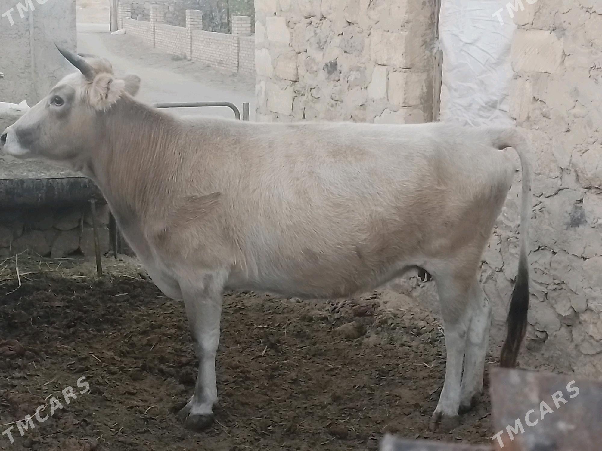 Sygyr - Jebel - img 1