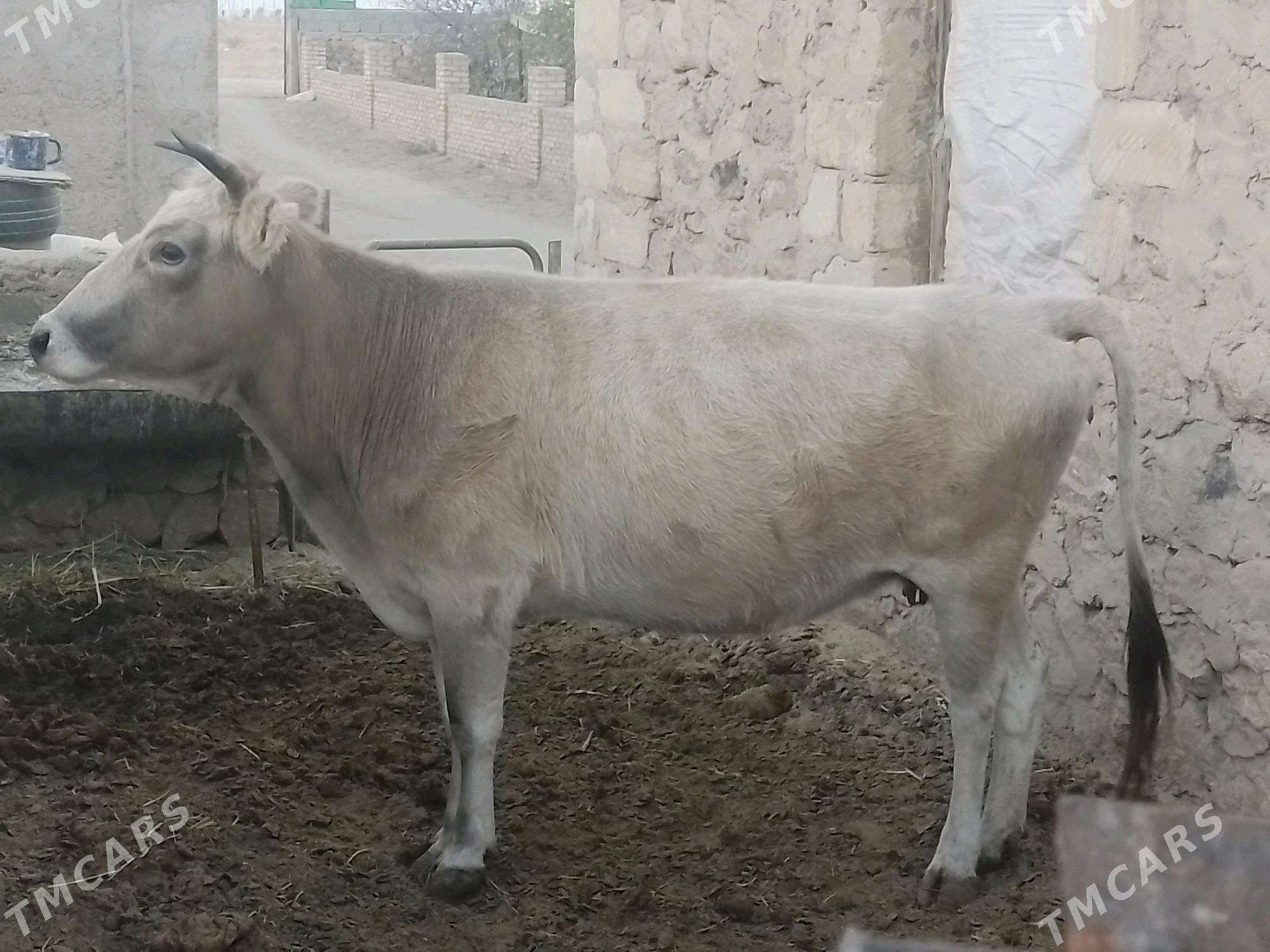 Sygyr - Jebel - img 2