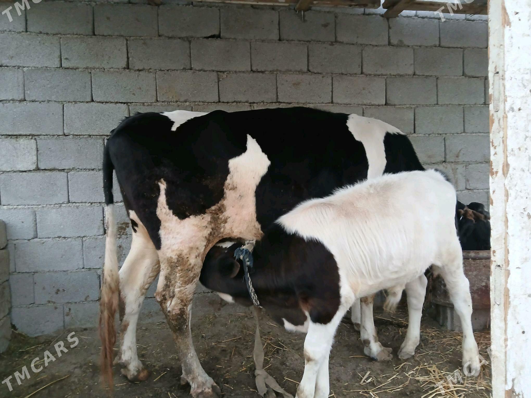 ALA TOHUM SYGYR - Büzmeýin - img 4