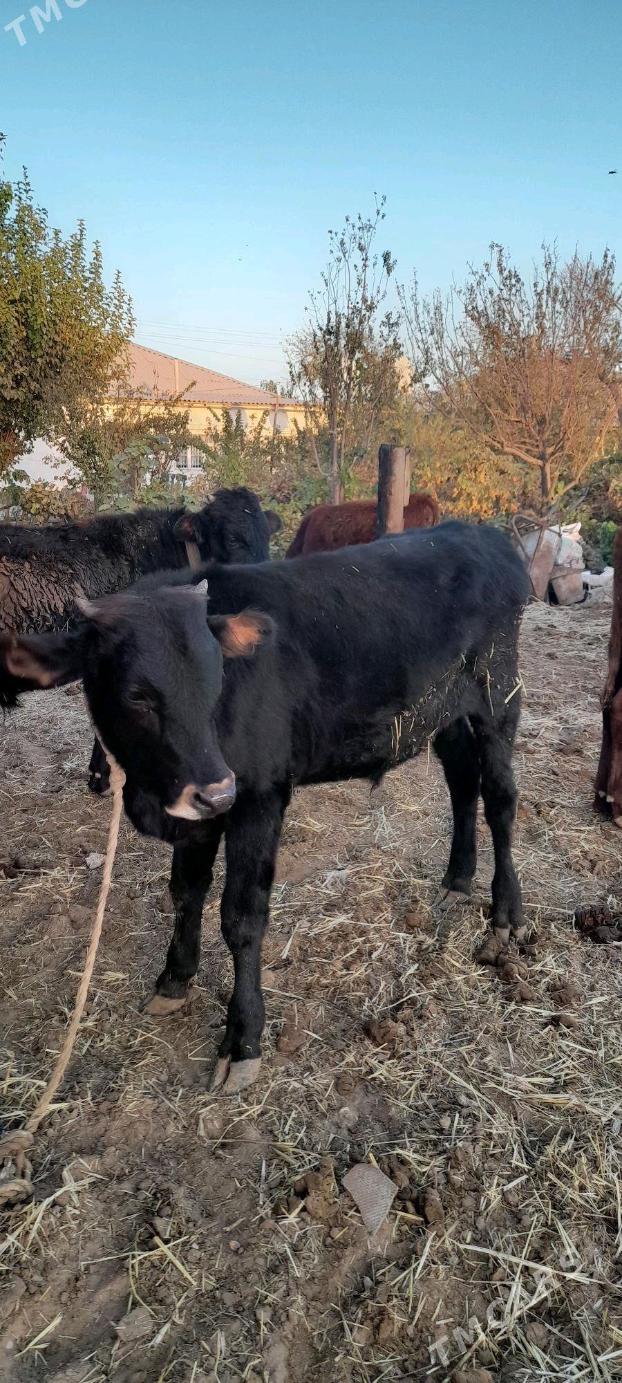 Öküz - Babadaýhan - img 1