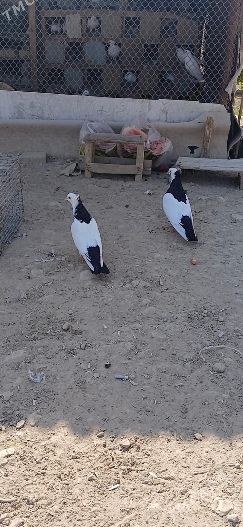 kepderi - Мары - img 1