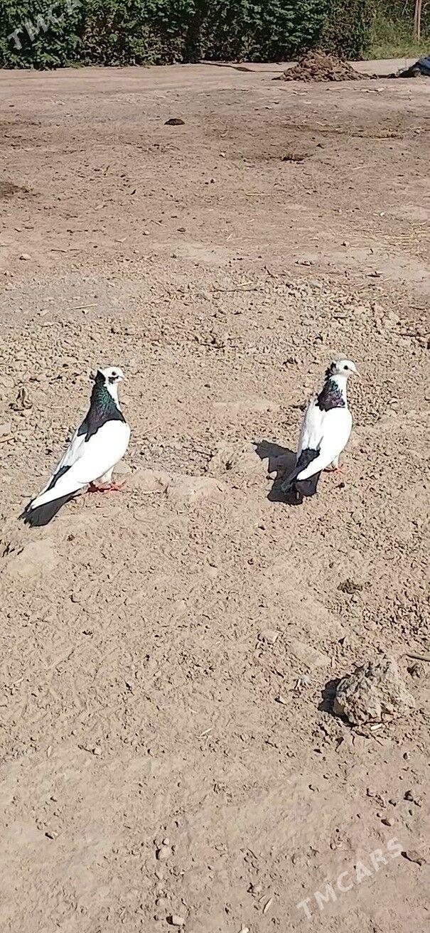 kepderi - Мары - img 4