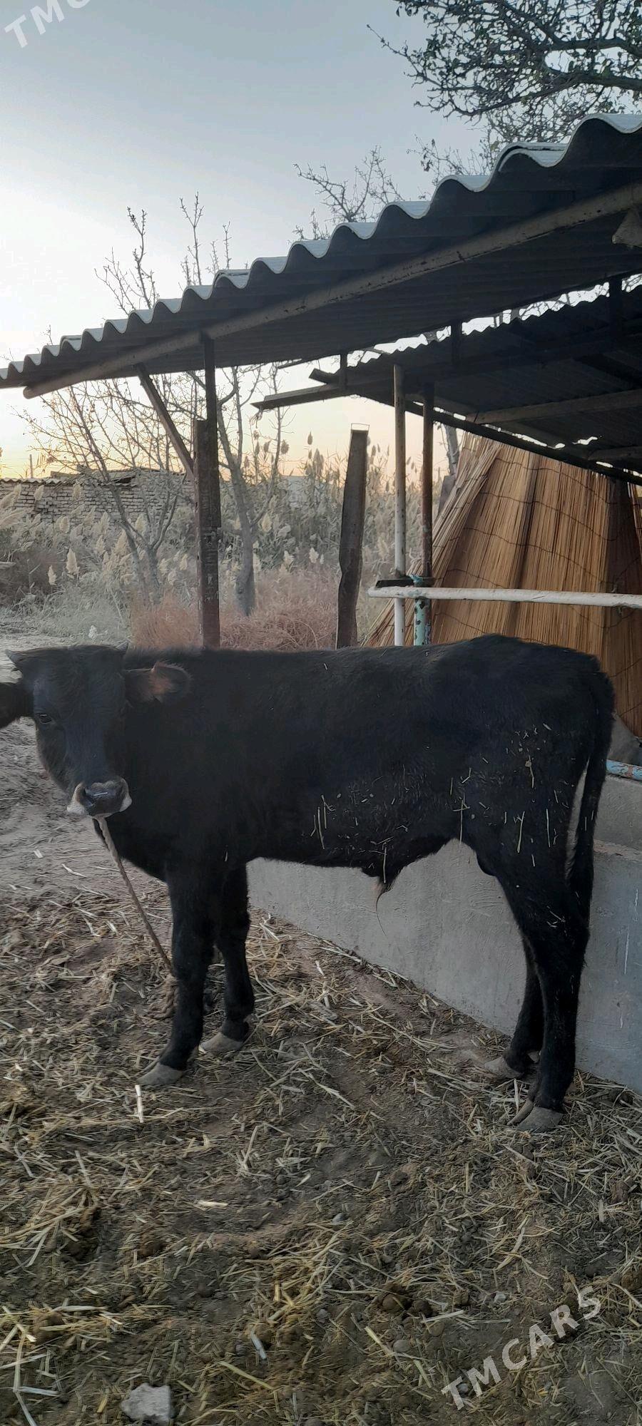 Öküz - Babadaýhan - img 3