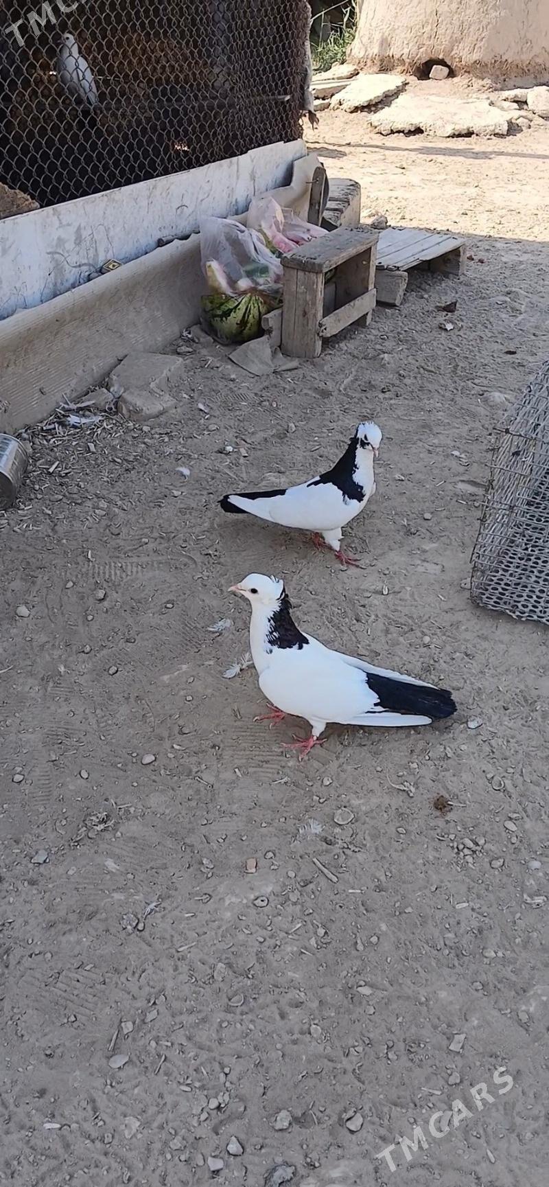 kepderi - Мары - img 2